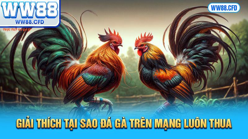 Giải thích tại sao đá gà trên mạng luôn thua